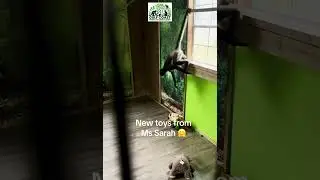 Cooler weather and new toys #monkey #animalsanctuary #sanctuary