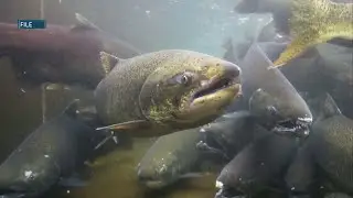 Shifting Seasons: Climate change's impact on native fish populations