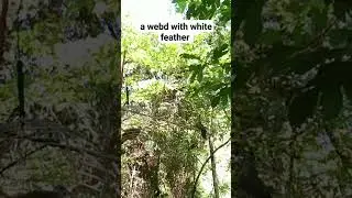White feather | White eared browndove dove #wildbirds #wildlife #birdtrap #rainforest #nature