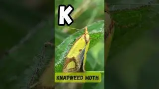 ABC Insects Song 🐝 | Fun and Educational Song for Kids  Insects A to Z | UZR Learning | #shorts