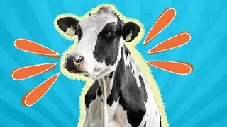 The Top 6 Dairy Cow Breeds for Milk Production