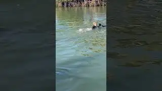 My Dolphin Swim Gone Wrong! #shorts