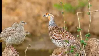 Top 3 one teetR ki awaaz  grey francolin sounds great video titr voice madi teetar ki awaz 