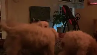 Waking up to fluffy tail-wagging fur babies