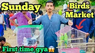 Birds Market Rahim Yar Khan | Parrots,Cats and All birds🦅 | Rameez bhai vlog