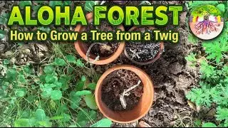 How to Grow a Tree From a Twig