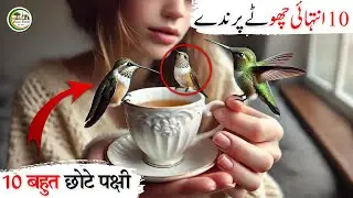 Unbelievable Tiny Wonders Top 10 Smallest Birds You Won't Believe Exist | Smallest Birds in the Word