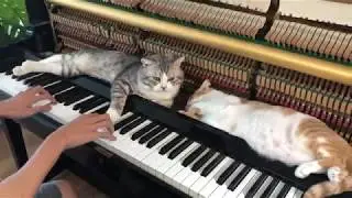 Piano woogie boogie massages for meow - Part 3
