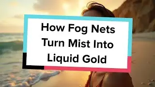 How Fog Nets Turn Mist Into Liquid Gold