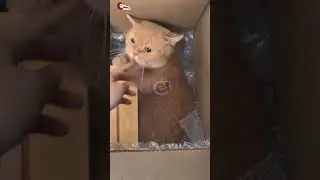lucu tingkah kucing ini #feedshorts #cat #kucinglucu #funnycat #videokucing #meow #meows
