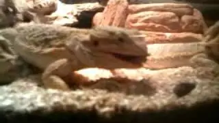 Bearded dragon in beast mode on cricket