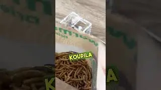 Červi pro mravence - AntsPark