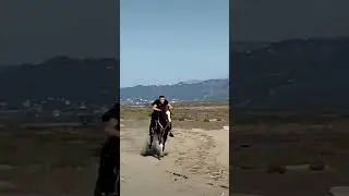 Kuajt e Gazit Burrel! Arabian Horse!