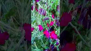 ZeroToFraMe - lychnis coronaria 20250601 174259
