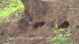 GREATER COUCAL OR CROW PHEASANT.