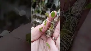 orqu&iacute;dea mini, pabstiela carinifera.