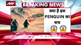 Viral Penguin Video Explained in Hindi | Penguin Mountain Documentary | Penguin Going To Mountains
