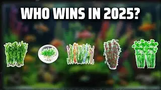 The Top 5 Best Plastic Aquarium Plants in 2025 - Must Watch Before Buying!