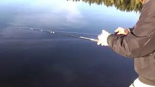 Captain Jokeswell Catches a Pike among Autumn Colors by a Scandinavian Lake
