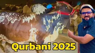 Mandi update | qurbani 2025 | sahiwal cholistani bachre | Lahore Cow Mandi shapur kanjra