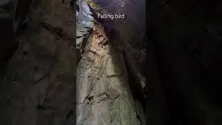This Trip, I Meet Falling Bird VietNam #animalworld
