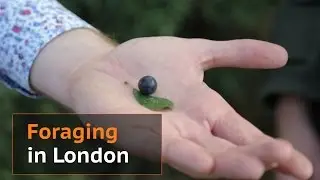 Foraging in London: What you need to know to stay safe