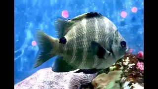 シマスズメダイ　Spot damsel　Abudefduf sordidus