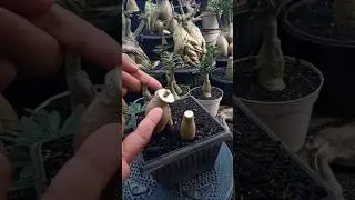 Adenium Infected with Fungus??? Re-Grafting Again 👌
