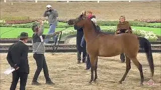 N248 SULTANA ALJEBARI - Kuwait Breeders Cup 2020 - 3 Years Old Fillies (Class 5A)