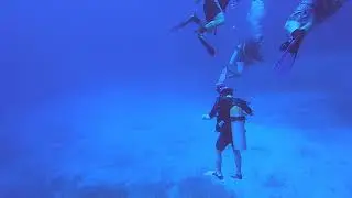 Belize reef shark