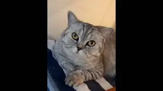#котики #кошки #мимишки #шотландскиевислоухиекотики #cat #пупсик #британские