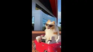 Koda Goes FURR-ari Shopping