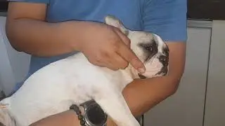 French Bulldog Playing Dead🐾🐶😂🤩😘🎬📽