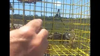 Crabbing In Hilton Head South Carolina Eco Tourism I At Home With David