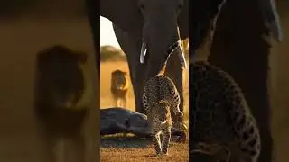 Leopard Escapes Lion by Climbing an Elephant Incredible Wild Survival #wildlife #nature #survival