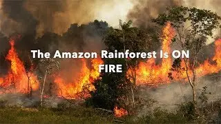 The Amazon Rainforest is On Fire!