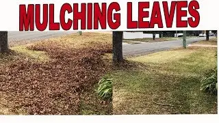 Mulching leaves with the Gravely ZT XL zero turn (real time)