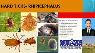 Ticks Rhipicephalus