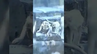 #Shorts Pitiful Baby Monkey Mom Bathing And Feels So Cold And Shake episode #1