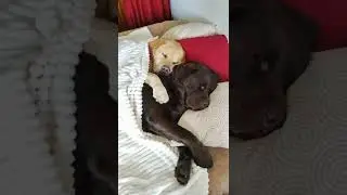 Cutest thing you will see today on the Internet!
