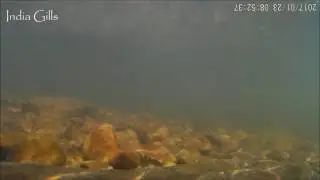 Osteochilus nashii & Nemachilus anguilla In their Natural Habitat