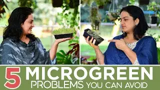 5 Microgreen problems you can avoid | Healthier greens | #growyourgreens #superfood #microgreens