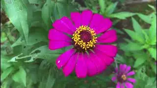 Asian Flower | Flower Collections | Mardy Sean | The most colorful flower in Southeast Asia |