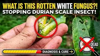 Durian Pest Control: Step-by-Step Guide to Getting Rid of Scale Insects PERMANENTLY