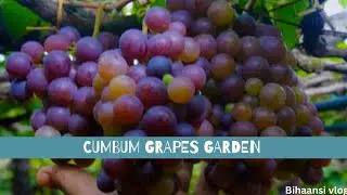 Finally Tamilnadu Cumbum Grapes 🍇 Garden Visit Kiya #tamilnadu #grape #pahadigirl #travelvlog