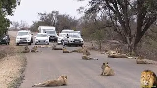 A group of lions, the kings of the jungle, sitting in a roadblock