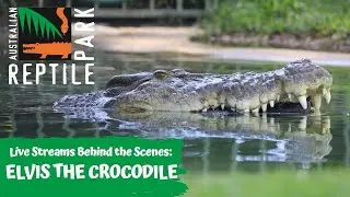 FEEDING ELVIS THE CROCODILE (GO INSIDE HIS ENCLOSURE!) | AUSTRALIAN REPTILE PARK