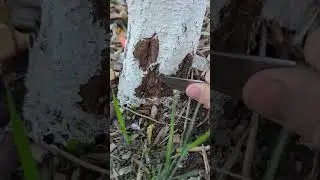 Cutting an apple borer larva out of a 5 year old tree, near wounds from same earlier the same year