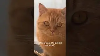 @riokira0: 2022🥹❤️ #cat  #catlover #kitty