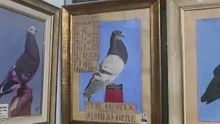 Observacion y Curiosidades del Mundo del Palomos deportivo en Valencia 